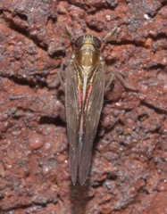 Muellerianella laminalis