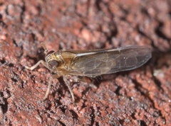 Muellerianella laminalis