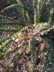Fouquieria splendens