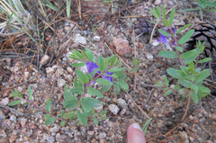 Scutellaria brittonii