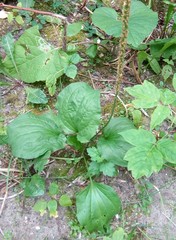 Plantago major