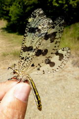 Palpares libelluloides