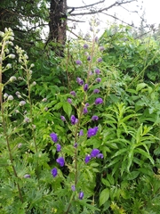 Aconitum firmum