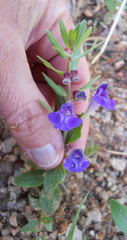 Scutellaria brittonii
