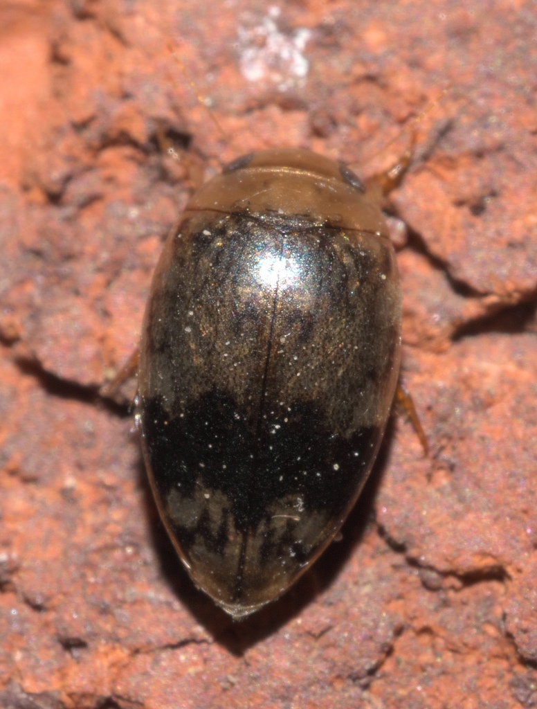 Laccophilus fasciatus