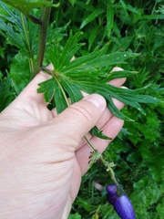Aconitum firmum
