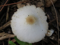 Chlorophyllum hortense