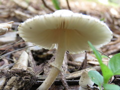 Chlorophyllum hortense