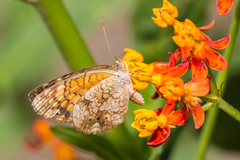 Phyciodes graphica