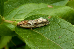 Eucosma olivaceana