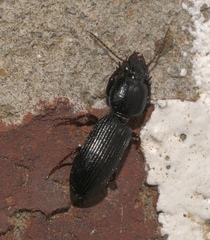 Clivinini