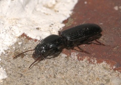 Clivinini