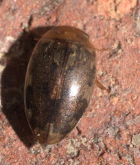 Laccophilus proximus