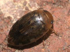 Laccophilus proximus
