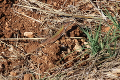 Podarcis siculus campestris