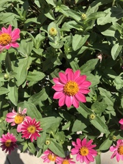Asteraceae