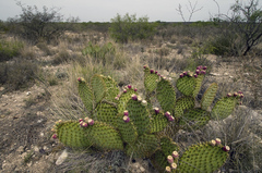 Opuntia strigil