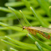 Brachypanorpa oregonensis - Photo (c) corndog, some rights reserved (CC BY-NC), uploaded by corndog