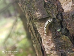 Eilema depressa