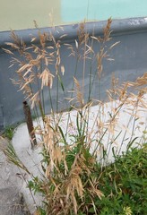 Bromus inermis