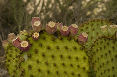 Opuntia strigil