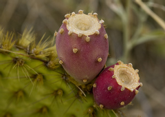 Opuntia strigil