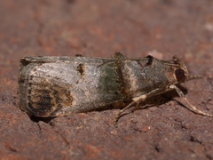 Oneida lunulalis