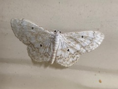 Idaea obfusaria