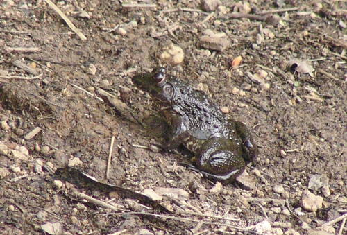 Crowned bullfrog