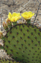 Opuntia strigil