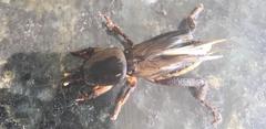 Gryllotalpidae