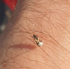 Scolopostethus affinis