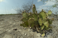Opuntia strigil