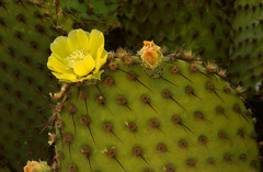 Opuntia strigil