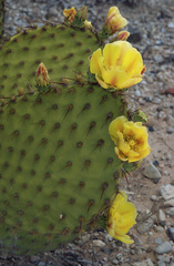 Opuntia strigil
