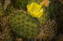 Opuntia strigil