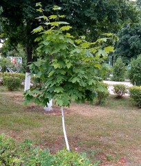 Acer platanoides