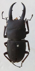 Dorcus saiga saiga