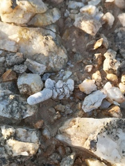 Anacampseros papyracea