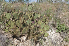 Opuntia strigil