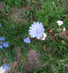 Cichorium intybus