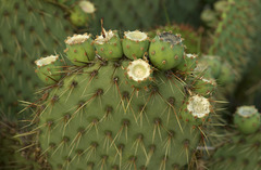 Opuntia strigil