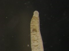 Polyophthalmus pictus image