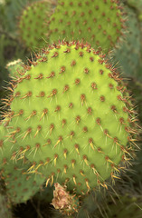 Opuntia strigil