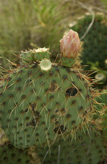 Opuntia strigil