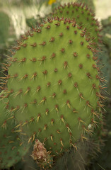 Opuntia strigil