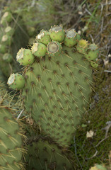 Opuntia strigil