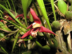 Maxillaria tenuifolia