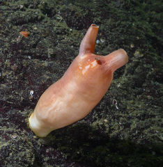 Stolidobranchia