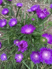 Stokesia